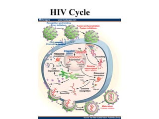 HIV Cy cle  