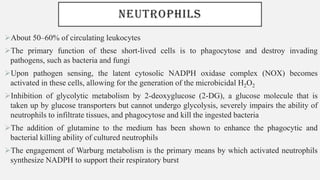 NEUTROPHILS
➢About 50–60% of circulating leukocytes
➢The primary function of these short-lived cells is to phagocytose and destroy invading
pathogens, such as bacteria and fungi
➢Upon pathogen sensing, the latent cytosolic NADPH oxidase complex (NOX) becomes
activated in these cells, allowing for the generation of the microbicidal H2O2
➢Inhibition of glycolytic metabolism by 2-deoxyglucose (2-DG), a glucose molecule that is
taken up by glucose transporters but cannot undergo glycolysis, severely impairs the ability of
neutrophils to infiltrate tissues, and phagocytose and kill the ingested bacteria
➢The addition of glutamine to the medium has been shown to enhance the phagocytic and
bacterial killing ability of cultured neutrophils
➢The engagement of Warburg metabolism is the primary means by which activated neutrophils
synthesize NADPH to support their respiratory burst
 