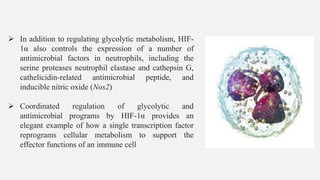 ➢ In addition to regulating glycolytic metabolism, HIF-
1α also controls the expression of a number of
antimicrobial factors in neutrophils, including the
serine proteases neutrophil elastase and cathepsin G,
cathelicidin-related antimicrobial peptide, and
inducible nitric oxide (Nos2)
➢ Coordinated regulation of glycolytic and
antimicrobial programs by HIF-1α provides an
elegant example of how a single transcription factor
reprograms cellular metabolism to support the
effector functions of an immune cell
 