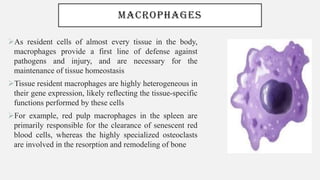 MACROPHAGES
➢As resident cells of almost every tissue in the body,
macrophages provide a first line of defense against
pathogens and injury, and are necessary for the
maintenance of tissue homeostasis
➢Tissue resident macrophages are highly heterogeneous in
their gene expression, likely reflecting the tissue-specific
functions performed by these cells
➢For example, red pulp macrophages in the spleen are
primarily responsible for the clearance of senescent red
blood cells, whereas the highly specialized osteoclasts
are involved in the resorption and remodeling of bone
 