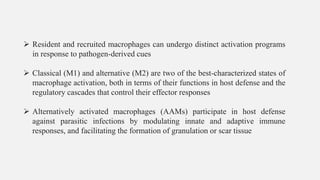 ➢ Resident and recruited macrophages can undergo distinct activation programs
in response to pathogen-derived cues
➢ Classical (M1) and alternative (M2) are two of the best-characterized states of
macrophage activation, both in terms of their functions in host defense and the
regulatory cascades that control their effector responses
➢ Alternatively activated macrophages (AAMs) participate in host defense
against parasitic infections by modulating innate and adaptive immune
responses, and facilitating the formation of granulation or scar tissue
 