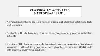 CLASSICALLY ACTIVATED
MACROPHAGES (M1)
➢Activated macrophages had high rates of glucose and glutamine uptake and lactic
acid production
➢Neutrophils, HIF-1α has emerged as the primary regulator of glycolytic metabolism
in CAMs
➢Deletion of HIF-1α in myeloid cells dramatically reduces expression of the glucose
transporter Glut1 and the glycolytic enzyme phosphoglyceratekinase (PGK) under
both normoxic and hypoxic conditions
 