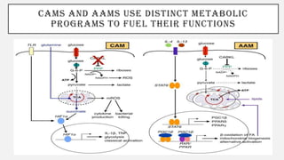 CAMS AND AAMS USE DISTINCT METABOLIC
PROGRAMS TO FUEL THEIR FUNCTIONS
 