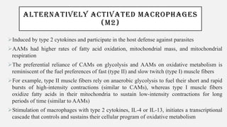 ALTERNATIVELY ACTIVATED MACROPHAGES
(M2)
➢Induced by type 2 cytokines and participate in the host defense against parasites
➢AAMs had higher rates of fatty acid oxidation, mitochondrial mass, and mitochondrial
respiration
➢The preferential reliance of CAMs on glycolysis and AAMs on oxidative metabolism is
reminiscent of the fuel preferences of fast (type II) and slow twitch (type I) muscle fibers
➢For example, type II muscle fibers rely on anaerobic glycolysis to fuel their short and rapid
bursts of high-intensity contractions (similar to CAMs), whereas type I muscle fibers
oxidize fatty acids in their mitochondria to sustain low-intensity contractions for long
periods of time (similar to AAMs)
➢Stimulation of macrophages with type 2 cytokines, IL-4 or IL-13, initiates a transcriptional
cascade that controls and sustains their cellular program of oxidative metabolism
 