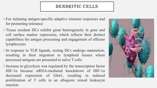DENDRITIC CELLS
➢For initiating antigen-specific adaptive immune responses and
for promoting tolerance
➢Tissue resident DCs exhibit great heterogeneity in gene and
cell surface marker expression, which reflects their distinct
capabilities for antigen processing and engagement of effector
lymphocytes
➢In response to TLR ligands, resting DCs undergo maturation,
resulting in their migration to lymphoid tissues where
processed antigens are presented to naïve T cells
➢Increase in glycolysis was regulated by the transcription factor
HIF-1α because siRNA-mediated knockdown of HIF-1α
decreased expression of Glut1, resulting in reduced
proliferation of T cells in an allogenic mixed leukocyte
reaction
 