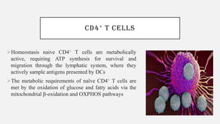 CD4+ T CELLS
➢Homeostasis naive CD4+ T cells are metabolically
active, requiring ATP synthesis for survival and
migration through the lymphatic system, where they
actively sample antigens presented by DCs
➢The metabolic requirements of naïve CD4+ T cells are
met by the oxidation of glucose and fatty acids via the
mitochondrial β-oxidation and OXPHOS pathways
 