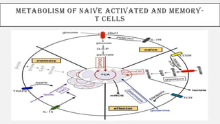 METABOLISM OF NAIVE ACTIVATED AND MEMORY-
T CELLS
 