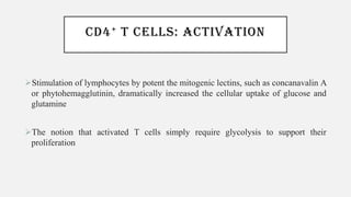 CD4+ T CELLS: ACTIVATION
➢Stimulation of lymphocytes by potent the mitogenic lectins, such as concanavalin A
or phytohemagglutinin, dramatically increased the cellular uptake of glucose and
glutamine
➢The notion that activated T cells simply require glycolysis to support their
proliferation
 