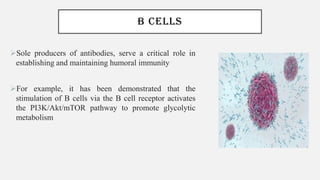B CELLS
➢Sole producers of antibodies, serve a critical role in
establishing and maintaining humoral immunity
➢For example, it has been demonstrated that the
stimulation of B cells via the B cell receptor activates
the PI3K/Akt/mTOR pathway to promote glycolytic
metabolism
 