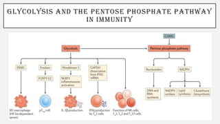GLYCOLYSIS AND THE PENTOSE PHOSPHATE PATHWAY
IN IMMUNITY
 