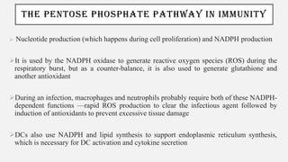 THE PENTOSE PHOSPHATE PATHWAY IN IMMUNITY
➢ Nucleotide production (which happens during cell proliferation) and NADPH production
➢It is used by the NADPH oxidase to generate reactive oxygen species (ROS) during the
respiratory burst, but as a counter-balance, it is also used to generate glutathione and
another antioxidant
➢During an infection, macrophages and neutrophils probably require both of these NADPH-
dependent functions —rapid ROS production to clear the infectious agent followed by
induction of antioxidants to prevent excessive tissue damage
➢DCs also use NADPH and lipid synthesis to support endoplasmic reticulum synthesis,
which is necessary for DC activation and cytokine secretion
 