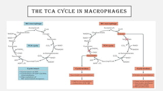 THE TCA CYCLE IN MACROPHAGES
 
