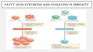 FATTY ACID SYNTHESIS AND OXIDATION IN IMMUNITY
 