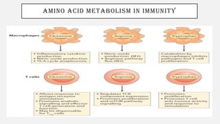 AMINO ACID METABOLISM IN IMMUNITY
 