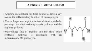 ARGININE METABOLISM
➢Arginine metabolism has been found to have a key
role in the inflammatory function of macrophages
➢Macrophages use arginine in two distinct metabolic
pathways, the nitric oxide synthesis pathway and the
arginase pathway.
➢Macrophage flux of arginine into the nitric oxide
synthesis pathway is associated with an
inflammatory M1 phenotype.
 
