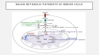 MAJOR METABOLIC PATHWAYS OF IMMUNE CELLS
 