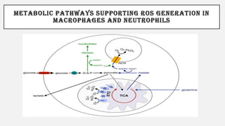 METABOLIC PATHWAYS SUPPORTING ROS GENERATION IN
MACROPHAGES AND NEUTROPHILS
 