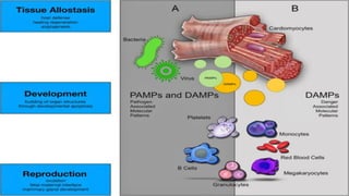 immunometabolism in cardiovascular diseases .pdf