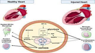 immunometabolism in cardiovascular diseases .pdf