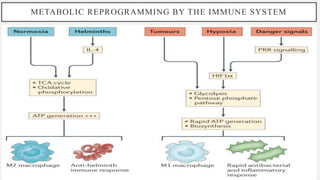 immunometabolism in cardiovascular diseases .pdf