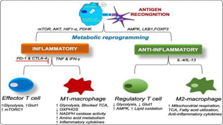 immunometabolism in cardiovascular diseases .pdf
