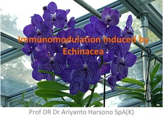 Immunomodulation Induced by 
Echinacea 
Prof DR Dr Ariyanto Harsono SpA(K) 
 