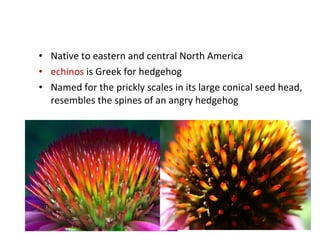 • Native to eastern and central North America 
• echinos is Greek for hedgehog 
• Named for the prickly scales in its larg...