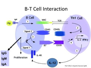 B-T Cell Interaction 
Th1 
IgG 
IgM 
IgA IL-12 
IFN-g 
Prof DR.dr. Ariyanto Harsono SpAK 
 