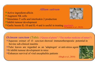 Ocimum sanctum (Tulsi) (“Queen of plants” /“The mother medicine of nature”)
Aqueous extract of O. sanctum showed immunotherapeutic potential in
bovine sub-clinical mastitis
Tulsi leaves are regarded as an 'adaptogen' or anti-stress agent
It inhibit tumour development in mice
Enhances survival of viral encephalitis patients
(Singh et al., 2010)
Allium sativum
Active ingredient-allicin
Augment NK cells
Stimulates T cells and interleukin 2 production
Inhibit tumour development
Garlic boosts IL-10 and IL-4 and is useful in treating psoriasis
(Clement et al., 2010)
 