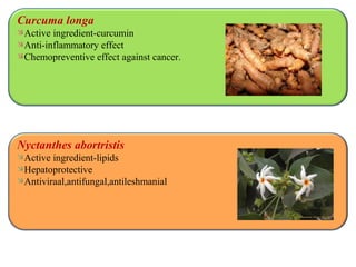 Curcuma longa
Active ingredient-curcumin
Anti-inflammatory effect
Chemopreventive effect against cancer.
Nyctanthes abortristis
Active ingredient-lipids
Hepatoprotective
Antiviraal,antifungal,antileshmanial
 