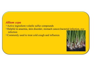 Allium cepa
Active ingredient-volatile sulfur compounds
Helpful in anaemia, skin disorder, stomach cancer,bacterial infection, eye
infection
Commonly used to treat cold cough and influenza
 