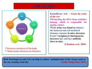 Enhances resistance of the body
 Makes body refractory to infections
Kamdhenu Ark - From the urine
of the cow
Protecting the DNA from oxidative
damage which is responsible for
ageing, cancer.
Cow urine was found to enhance
the humoral and cell mediated
immune response in mice, increases
B and T lymphocyte blastogenesis,
increases IgG and IgA antibody
titers in mice.
(Chauhan et al., 2001)
Both Panchagavya and Ark can help to reduce multiplication of the viruses such as
the one causing swine flu. (Satbir Singh Bedi, 2009)
 