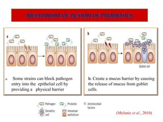 a. Some strains can block pathogen
entry into the epithelial cell by
providing a physical barrier
b. Create a mucus barrier by causing
the release of mucus from goblet
cells.
(Melanie et al., 2010)
 