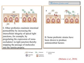 C. Other probiotics maintain intestinal
permeability by increasing the
intercellular integrity of apical tight
junctions, for example, by
pregulating the expression of zona-
occludens1 (a tight junction thereby
stopping the passage of molecules
into the lamina propria.
D. Some probiotic strains have
been shown to produce
antimicrobial factors
(Melanie et al., 2010)
Mechanism of action contd…………….Mechanism of action contd…………….
 