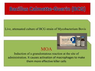 Live, attenuated culture of BCG strain of Mycobacterium Bovis
MOA
Induction of a granulomatous reaction at the site of
administration. It causes activation of macrophages to make
them more effective killer cells
 