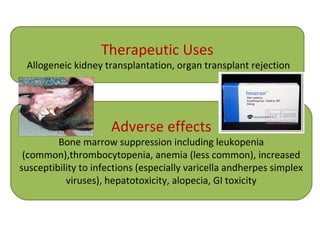 Therapeutic Uses
Allogeneic kidney transplantation, organ transplant rejection
Adverse effects
Bone marrow suppression including leukopenia
(common),thrombocytopenia, anemia (less common), increased
susceptibility to infections (especially varicella andherpes simplex
viruses), hepatotoxicity, alopecia, GI toxicity
 