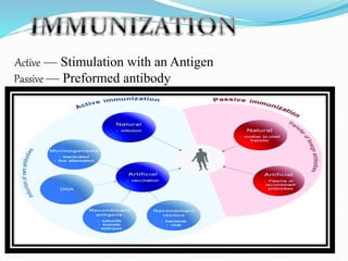 Active — Stimulation with an Antigen
Passive — Preformed antibody
 