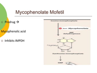 Mycophenolate Mofetil
 Prodrug 
Mycophenolic acid
 Inhibits IMPDH
 