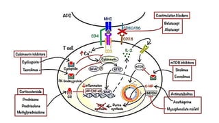 General Immune System Modulators immuno modulators and its classification.pptx