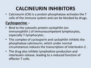 CALCINEURIN INHIBITORS
• Calcineurin (CN) is a protein phosphatase activates the T
cells of the immune system and can be blocked by drugs.
Cyclosporine –
• Bind to the cytosolic protein cyclophilin (an
immunophilin ) of immunocompetent lymphocytes,
especially T-lymphocytes .
• This complex of cyclosporin and cyclophilin inhibits the
phosphatase calcineurin, which under normal
circumstances induces the transcription of interleukin-2 .
• The drug also inhibits lymphokine production and
interleukin release, leading to a reduced function of
effector T-cells.
 