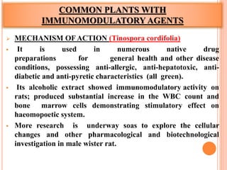 COMMON PLANTS WITH
IMMUNOMODULATORY AGENTS
 MECHANISM OF ACTION (Tinospora cordifolia)
 It is used in numerous native drug
preparations for general health and other disease
conditions, possessing anti-allergic, anti-hepatotoxic, anti-
diabetic and anti-pyretic characteristics (all green).
 Its alcoholic extract showed immunomodulatory activity on
rats; produced substantial increase in the WBC count and
bone marrow cells demonstrating stimulatory effect on
haeomopoetic system.
 More research is underway soas to explore the cellular
changes and other pharmacological and biotechnological
investigation in male wister rat.
 