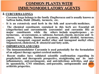 COMMON PLANTS WITH
IMMUNOMODULATORY AGENTS
2. CURCURMA LONGA
 Curcuma longa belongs to the family Zingiberacea and is usually known as
Saffron India, Haldi (Hindi), turmeric, etc.
 It is an extensively used herb in the folk and ayurvedic medicines.
 The chemical constituents contained in this herb are Essential oil
(zingerberine) and curcuminoids (curcumin1 and curcumin III) as
major constituents while the others include sesquiterpenes , ar-
turmerone, ar-curcumene, a- sabinene, borneol, cineole, myrcene and b-
pinene, a- terpine, limonene, p-cymene, perillyl alcohol, turmerone,
eugenol, isoeugenol, eugenol methyl ether and isoeugenol methyl ether,
Stigmasterol, cholesterol, B- sitosterol and fatty acids.
 IMPORTANCE AND USES
 The immunomodulator Curcumin is used potentially for the formulation
of an adjunct therapy against cerebral malaria.
 Recent studies have validated scientific confirmation regarding its
prophylactic and therapeutic prospective, straightening out its anti-
inflammatory, anti-carcinogenic, and anti-infectious activities, and also
its spasmolytic, CNS stimulant, anti-parasitic, antispasmodic and anti-
arthiritic properties.
 