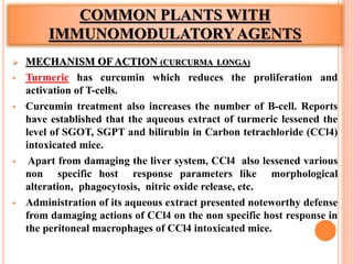 COMMON PLANTS WITH
IMMUNOMODULATORYAGENTS
 MECHANISM OF ACTION (CURCURMA LONGA)
 Turmeric has curcumin which reduces the proliferation and
activation of T-cells.
 Curcumin treatment also increases the number of B-cell. Reports
have established that the aqueous extract of turmeric lessened the
level of SGOT, SGPT and bilirubin in Carbon tetrachloride (CCl4)
intoxicated mice.
 Apart from damaging the liver system, CCl4 also lessened various
non specific host response parameters like morphological
alteration, phagocytosis, nitric oxide release, etc.
 Administration of its aqueous extract presented noteworthy defense
from damaging actions of CCl4 on the non specific host response in
the peritoneal macrophages of CCl4 intoxicated mice.
 
