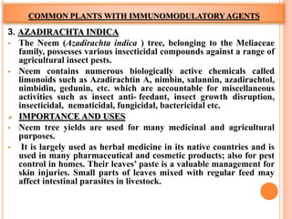 COMMON PLANTS WITH IMMUNOMODULATORYAGENTS
3. AZADIRACHTA INDICA
 The Neem (Azadirachta indica ) tree, belonging to the Meliaceae
family, possesses various insecticidal compounds against a range of
agricultural insect pests.
 Neem contains numerous biologically active chemicals called
limonoids such as Azadirachtin A, nimbin, salannin, azadirachtol,
nimbidin, gedunin, etc. which are accountable for miscellaneous
activities such as insect anti- feedant, insect growth disruption,
insecticidal, nematicidal, fungicidal, bactericidal etc.
 IMPORTANCE AND USES
 Neem tree yields are used for many medicinal and agricultural
purposes.
 It is largely used as herbal medicine in its native countries and is
used in many pharmaceutical and cosmetic products; also for pest
control in homes. Their leaves’ paste is a valuable management for
skin injuries. Small parts of leaves mixed with regular feed may
affect intestinal parasites in livestock.
 
