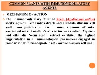 COMMON PLANTS WITH IMMUNOMODULATORY
AGENTS
 MECHANISM OF ACTION
 The immunomodulatory effect of Neem (Azadirachta indica)
seed’s aqueous, ethanolic extracts and Candida albicans cell
wall mannoproteins on the immune response of mice
vaccinated with Brucella Rev-1 vaccine was studied. Aqueous
and ethanolic Neem seed’s extract exhibited the highest
augmentation in all immunological parameters engaged in
comparison with mannoproteins of Candida albicans cell wall.
 