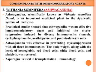 COMMON PLANTS WITH IMMUNOMODULATORYAGENTS
4. WITHANIA SOMNIFERA (ASHWAGANDHA)
 Ashwagandha, scientifically known as Withania somnifera
Dunal, is an important medicinal plant in the Ayurvedic
system of medicine.
 Preclinical studies showed that ashwagandha was an effec tive
immunomodulatory agent and inhibited the myelo-
suppression induced by diverse immunotoxins (namely,
cyclophosphamide, azathioprine, and prednisolone) in mice.
 Ashwagandha was effective in preventing myelosuppression
with all three immunotoxins. The body weight, along with the
levels of hemoglobin, red blood cells, white blood cells, and
platelets, was restored.
 Asparagus is used in transplantation immunology.
 
