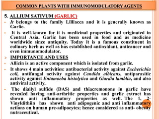 COMMON PLANTS WITH IMMUNOMODULATORYAGENTS
5. ALLIUM SATIVUM (GARLIC)
 It belongs to the family Lilliacea and it is generally known as
Garlic.
 It is well-known for it is medicinal properties and originated in
Central Asia. Garlic has been used in food and as medicine
worldwide since antiquity. Today it is a famous constituent in
culinary herb as well as has established antioxidant, anticancer and
even immunomodulator.
 IMPORTANCE AND USES
 Allicin is an active component which is isolated from garlic.
 It shows 4 main activities: antibacterial activity against Escherichia
coli, antifungal activity against Candida albicans, antiparasitic
activity against Entamoeba histolytica and Giardia lamblia, and also
antiviral activity.
 The diallyl sulfide (DAS) and thiacremonone in garlic have
revealed having anti-arthritic properties and garlic extract has
shown anti inflammatory properties as well. The 1, 2-
Vinyldithiin has shown anti adipogenic and anti inflammatory
actions on human pre-adipocytes; hence considered as anti- obesity
nutraceutical.
 