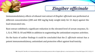 Immunomodulatory effects of ethanol root extract of Zingiber officinale was performed at
different concentration (200 and 400 mg/kg body weight daily for 21 days) against the
lead intoxicated rats.
Root extract exhibited a significant reduction in the elevated level of serum enzymes, IL-
1, IL-6, TNF, IL-10 and MDA in addition to augmenting the antioxidant enzymes activities.
On the basis of author findings it could be concluded that the Z. officinale extract has a
potent immunomodulatory, antioxidant and protective effect against lead toxicity.
11
Zingiber officinale
Ref.: Boshy ME, Taha RM, et al. Immunomodulatory and antioxidant protective effect of Zingiber officinale , in lead intoxicated rat. Prensa Med Argent, 2015, 101(3), 4-7.
 
