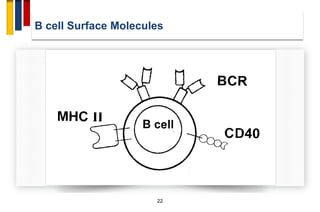 Immunopathogenesis of multiple sclerosis | PDF