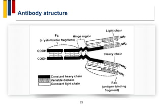 Immunopathogenesis of multiple sclerosis | PDF